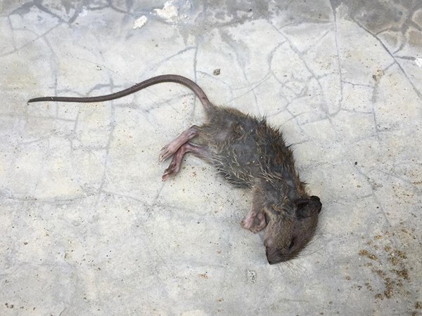 Mơ thấy chuột chết đánh con gì phát tài, là điềm gì?