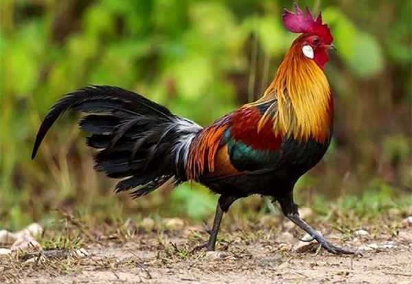 Đón vận quý nhờ con số đẹp tuổi Kỷ Dậu ngày 18/7/2025