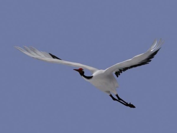 Nằm mơ thấy chim bay có điềm báo may mắn hay đen đủi