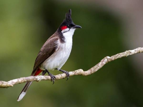 Mơ thấy chim chào mào có tín hiệu gì trong cuộc sống?