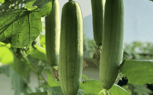 Giấc mơ thấy quả mướp có phải là điềm báo tiền tài?