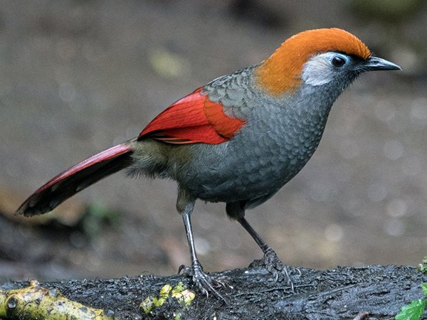 Nằm mơ thấy chim khướu nhắc nhở trước điều gì?