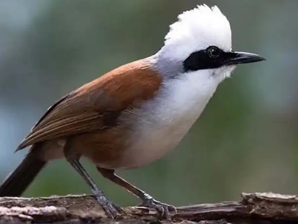 Nằm mơ thấy chim khướu nhắc nhở trước điều gì?