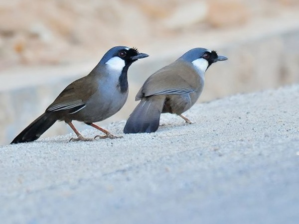 Nằm mơ thấy chim khướu nhắc nhở trước điều gì?