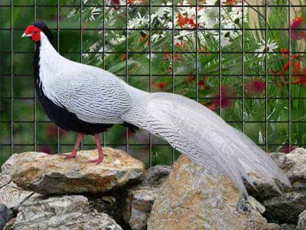 Ngủ mơ thấy chim trĩ gửi gắm thông điệp gì?