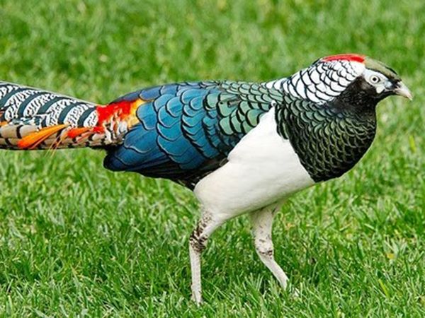 Ngủ mơ thấy chim trĩ gửi gắm thông điệp gì?