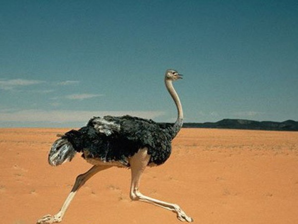 Nằm mơ thấy chim đà điểu mang điềm hên hay xui?