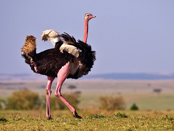 Nằm mơ thấy chim đà điểu mang điềm hên hay xui?