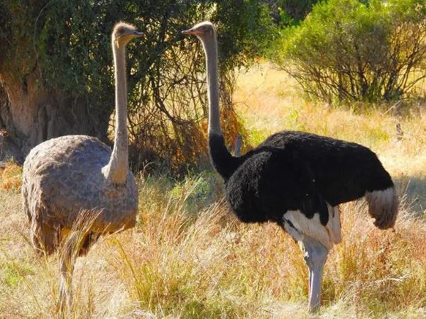 Nằm mơ thấy chim đà điểu mang điềm hên hay xui?