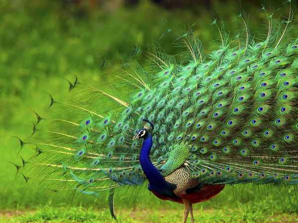 Mơ thấy chim công bị thương hoặc chết