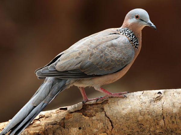 Chiêm bao thấy chim cu gáy đang gáy liên tục