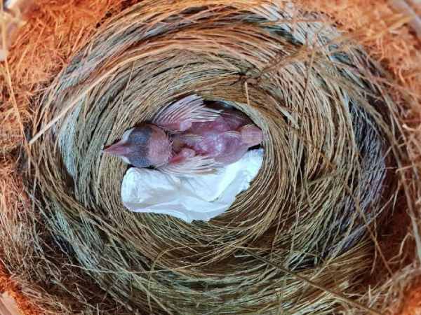 Ngủ mê thấy chim non đang ríu rít kêu gọi mẹ