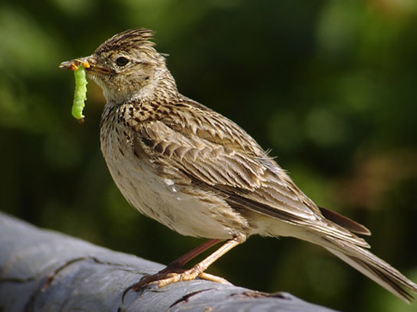 Ngủ mơ thấy chim sơn ca mang đến điềm báo gì?