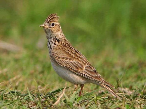 Ngủ mơ thấy chim sơn ca mang đến điềm báo gì?