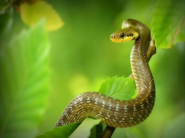 Giải Mã Cặp Con Số Đẹp Tuổi Tỵ 16/10/2025