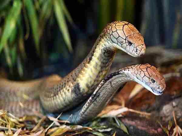 Mơ thấy 2 con rắn hổ mang, 2 con rắn quấn nhau