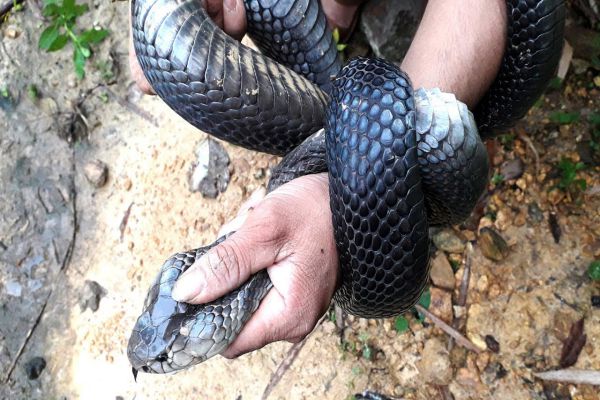 Nằm mơ thấy bắt rắn đem tới ý nghĩa gì đặc biệt