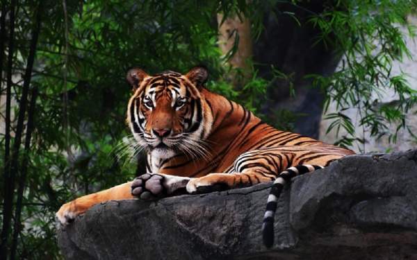 Tổng quan vận trình tử vi tuổi Dần ngày 20/11/2025