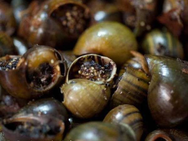 Nằm mơ thấy bắt ốc có số mấy phát tài phát lộc Nằm mơ thấy bắt ốc có số mấy phát tài phát lộc