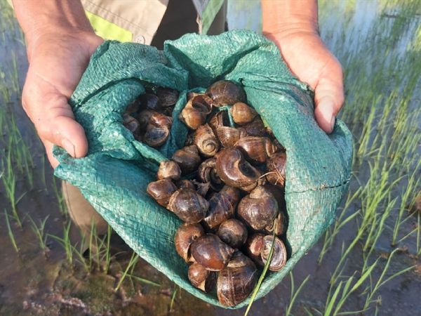 Nằm mơ thấy bắt ốc có số mấy phát tài phát lộc Nằm mơ thấy bắt ốc có số mấy phát tài phát lộc