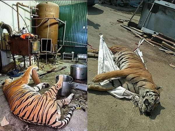 Giải mã chi tiết các giấc mơ thấy giết hổ