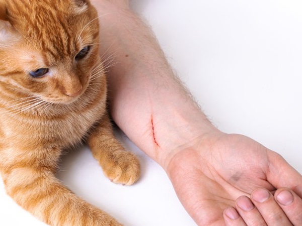 Nằm mơ thấy mèo cắn vào tay là điềm gì, đen hay đỏ?