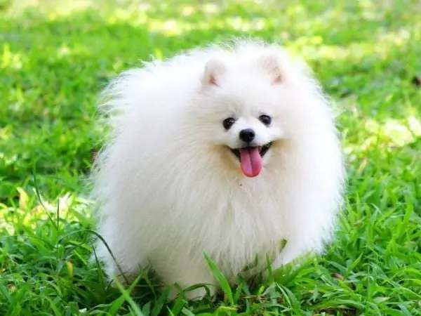 Mơ thấy chó trắng hiền lành, quấn quýt bên mình