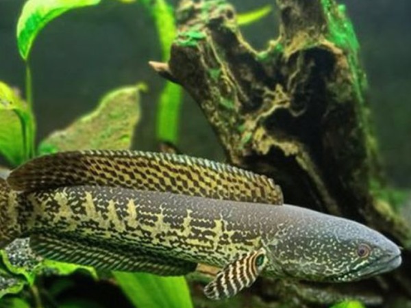 Nằm mơ thấy bắt cá lóc là điềm gì, điềm dữ hay lành?