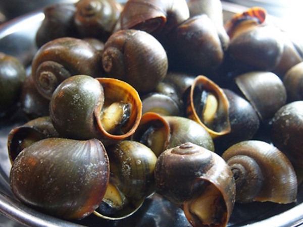 Giải mã nằm mơ thấy con ốc điềm gì, số mấy chuẩn?