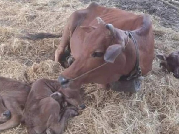 Nằm mơ thấy bò đẻ là điềm gì, báo hiệu hên hay xui?