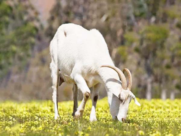 Ý nghĩa con dê trong phong thủy