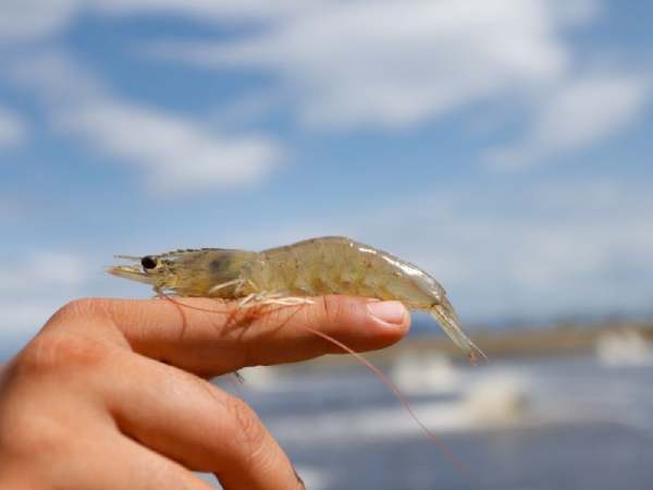 Mộng thấy người khác bắt tôm còn mình đứng nhìn