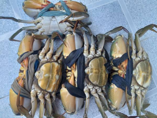 Chiêm bao thấy cua biển bò lên bờ