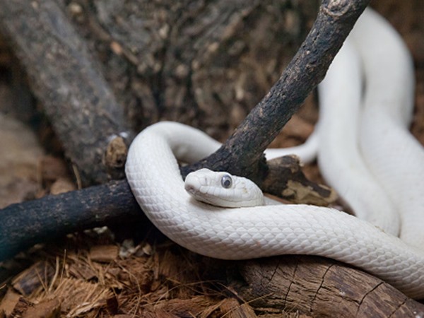 Nằm mơ thấy rắn trắng là điềm gì, chọn con gì đổi đời?