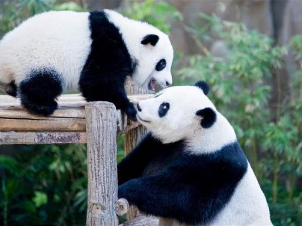 Con gấu trúc số mấy theo dân gian?
