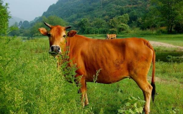 Con bò số mấy theo quan niệm dân gian?
