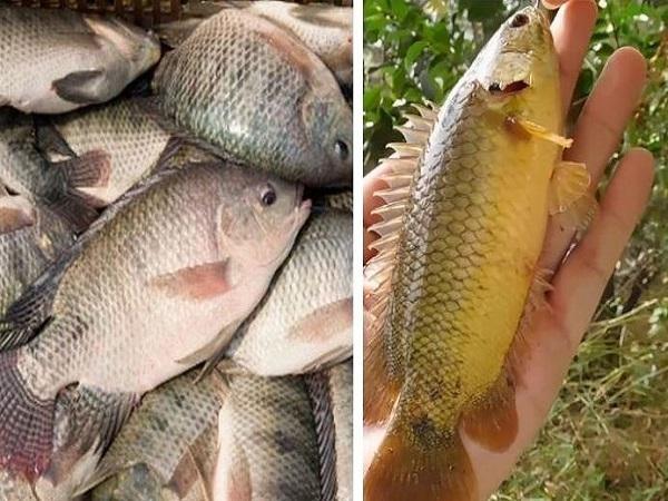 Tổng hợp nhanh cá rô số mấy chuẩn nhất