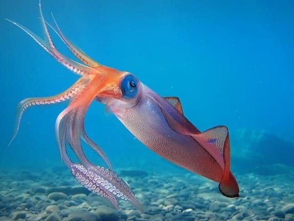 Sự thật con mực số mấy, nằm mơ thấy con mực là điềm gì?