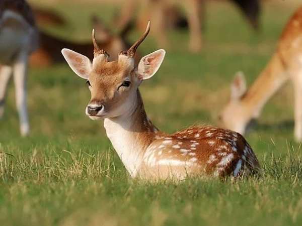 Con nai số mấy theo góc nhìn giải mã số học