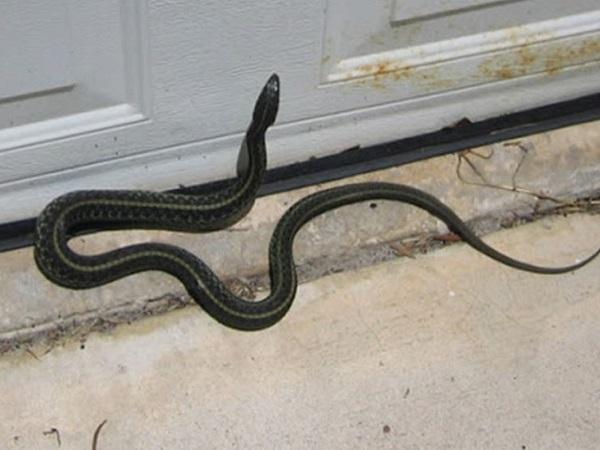 Luận giải rắn bò vào nhà có ý nghĩa gì?